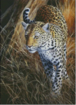 (image for) Savuti Leopard